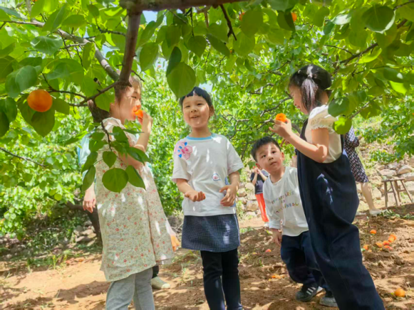 初夏杏黄时，采摘乐悠悠